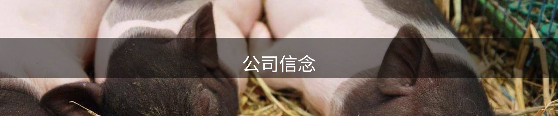 公司信念